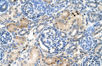 Anti-S1PR5 Rabbit Polyclonal Antibody