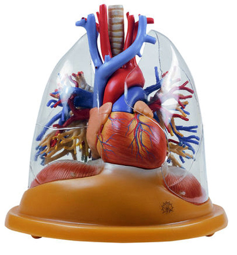 MODEL HEART AND LUNGS