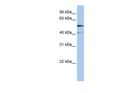 Anti-SLC23A3 Rabbit Polyclonal Antibody