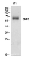 Anti-BMP6 Rabbit Polyclonal Antibody