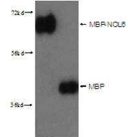 Anti-MBP-Tag Rabbit Polyclonal Antibody