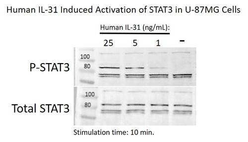 Human Recombinant IL31 (from <i>E. coli</i>)