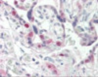Anti-CDK2 Mouse Monoclonal Antibody