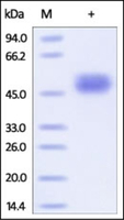 Human Recombinant CD141 (from HEK293 cells)