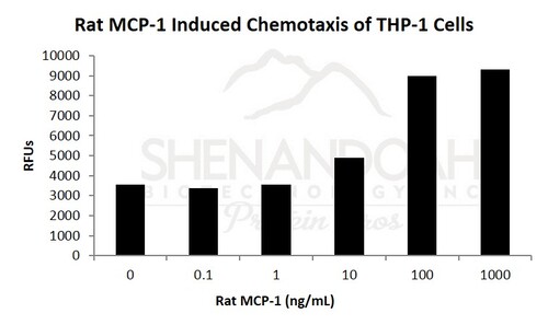 Rat Recombinant MCP-1 / CCL2 (from <i>E. coli)</i>