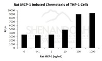 Rat Recombinant MCP-1 / CCL2 (from E. coli)
