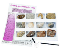 Premium Fossil Collection