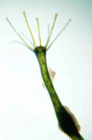 Ward's® Live Green Hydra (Chlorohydra viridissima)