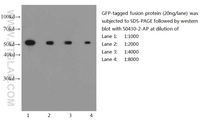 Anti-GFP tag Rabbit Polyclonal Antibody