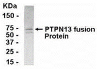 Anti-PTPN13 Chicken Polyclonal Antibody