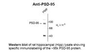 Anti-DLG4 Rabbit Polyclonal Antibody