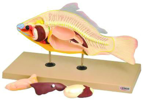 Model Fish