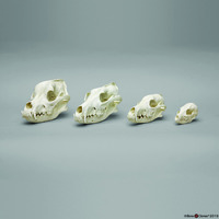 BoneClones® Canid Skull Comparison Economy Set