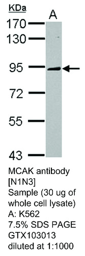 Rabbit Polyclonal antibody to MCAK (kinesin family member 2C)
