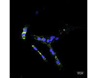 Anti-TNR16 Mouse Monoclonal Antibody [clone: 8J2] (Atto488)