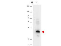 Anti-CCL20 Rabbit Polyclonal Antibody