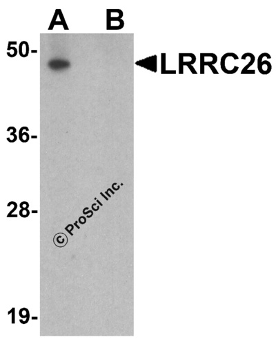 LRRC26 antibody