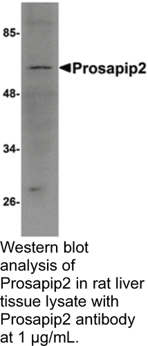 Antibody PROSAPIP2 0.1MG
