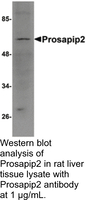 Anti-TBKBP1 Rabbit Polyclonal Antibody