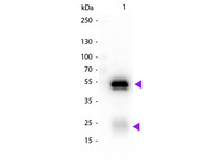 Anti-IgG Chicken Polyclonal Antibody (Biotin)