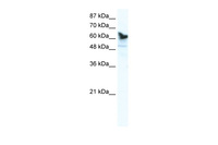 Anti-DDX41 Rabbit Polyclonal Antibody