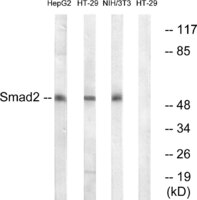 Anti-Smad2 + Smad3 Rabbit Polyclonal Antibody