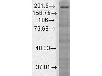 Anti-SHANK3 Mouse Monoclonal Antibody [clone: S69-46]