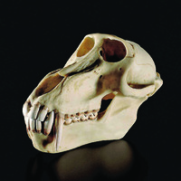 Somso® Baboon Skull