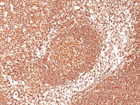 Anti-CD45 Mouse Monoclonal Antibody [clone: 2B11 + PD7/26]