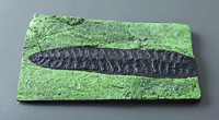 Charniodiscus concentricus (Precambrian)