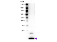Anti-CX3CL1 Rabbit Polyclonal Antibody (Biotin)