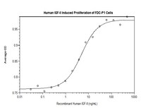 Human Recombinant IGF-II (from E. coli)