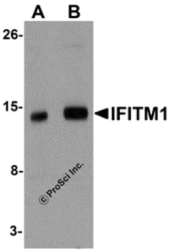 IFITM1 antibody