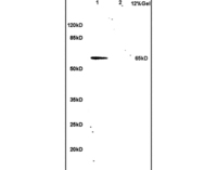 Anti-hnRNP L Rabbit Polyclonal Antibody
