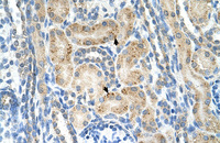 Anti-NRCAM Rabbit Polyclonal Antibody