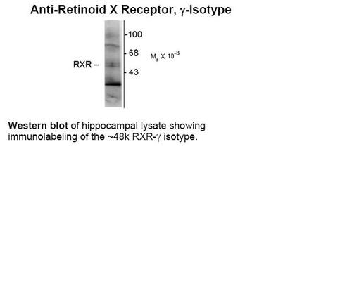 Retinoid X Receptor Antibody