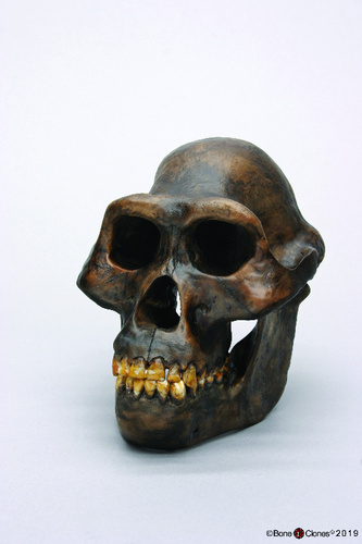 Model Australopithecus Afarensis Skull