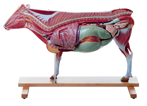 MODEL COW AND STOMACH