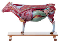 Somso® Anatomical Cow Model