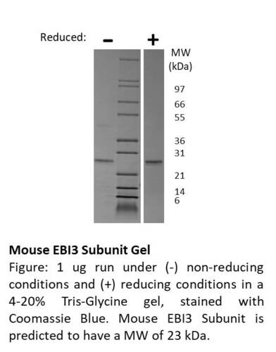 Mouse Recombinant IL-27 / EBI3 subunit (from <i>E. coli</i>)