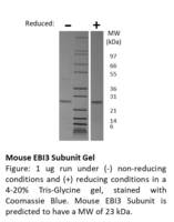 Mouse Recombinant IL-27 / EBI3 subunit (from E. coli)