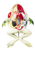 Sargent Welch® Frog Model