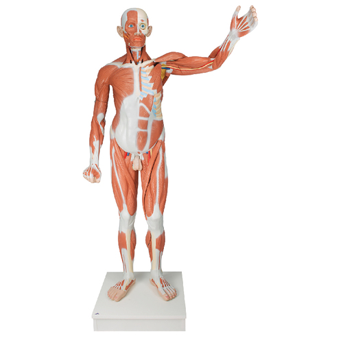 MODEL LIFE-SIZE MALE HUMAN ANAT