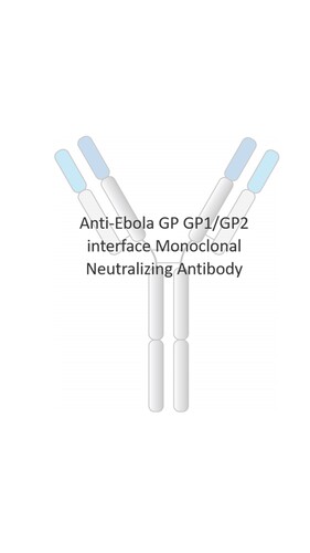 Anti-Ebola Human Monoclonal Antibody [clone: RV12]