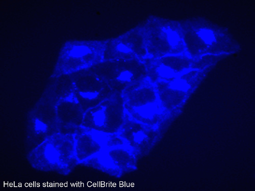 Lipophilic Carbocyanine Dyes and CellBrite Cytoplasmic Membrane Labeling Kits, Biotium