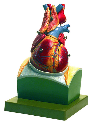 MODEL HEART ON DIAPHRAGM
