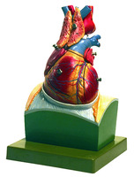 Somso® Heart on Diaphragm Model