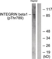 Anti-ITGB1 Rabbit Polyclonal Antibody