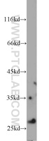 Anti-IDI1 Rabbit Polyclonal Antibody