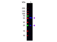 Anti-Biotin Rabbit Polyclonal Antibody (FITC (Fluorescein Isothiocyanate))